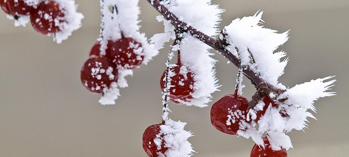 калина на морозе