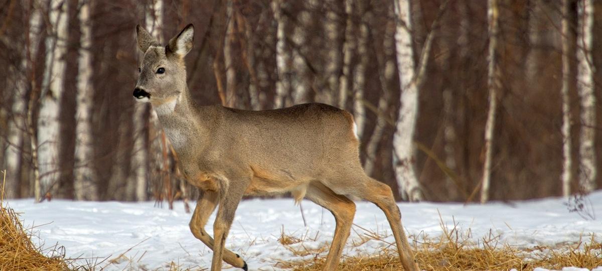 Косуля в лесу