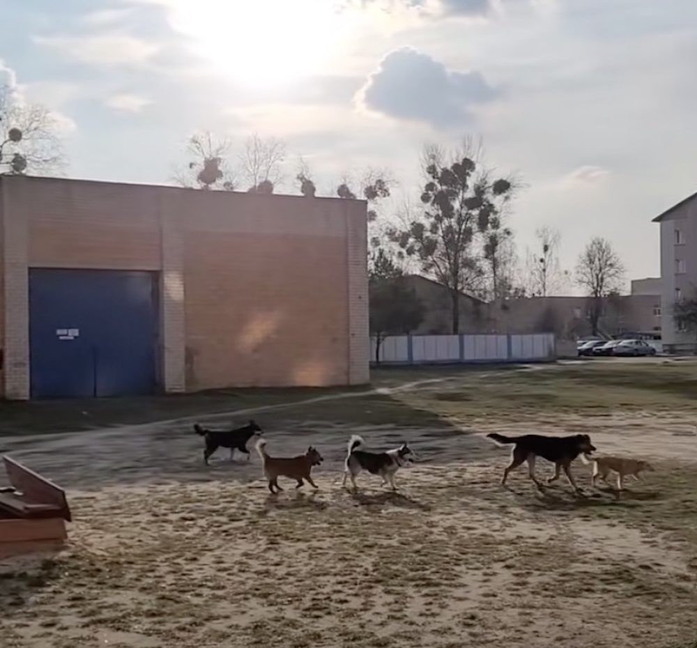 Свора собак в Столине. Скриншот из видео в TikTok.