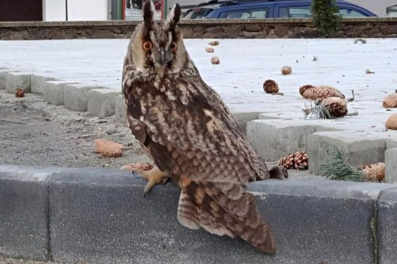 Сова сидит на бордюре в Пинске около мемориала. Фото: media-polesye.com.