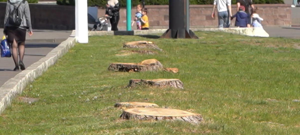 Пни от спиленных деревьев возле гостиницы «Интурист» в Бресте. Скриншот видео