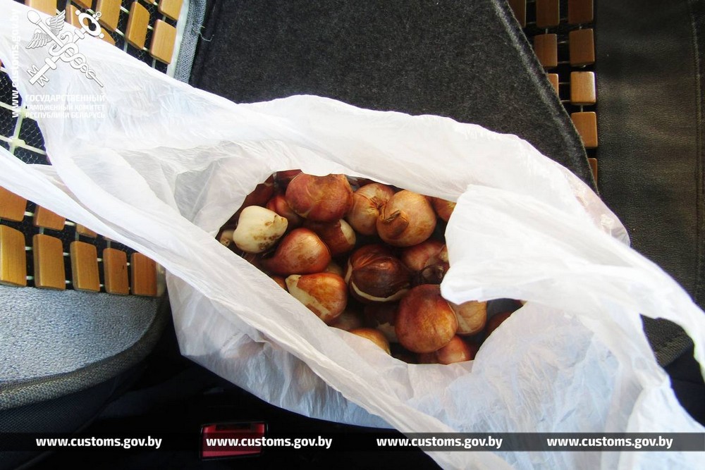 Луковицы тюльпанов, которые нашли брестские таможенники. Фото: ГТК