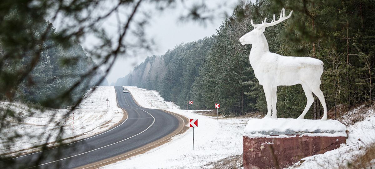 дорога, пуща, брест