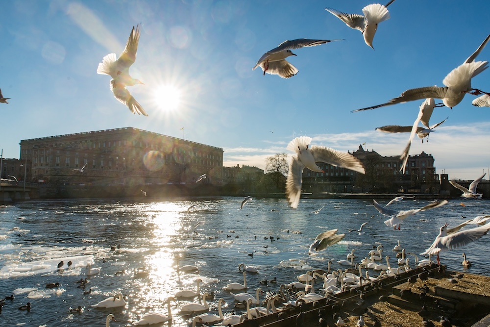 Ежегодная зимняя кормушка для птиц в Стокгольме около Королевского дворца.