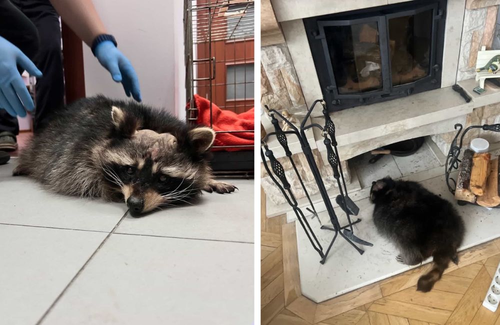 Второй енот, которого забрала из контактного зоопарка «Золотой лев» другая беларуска