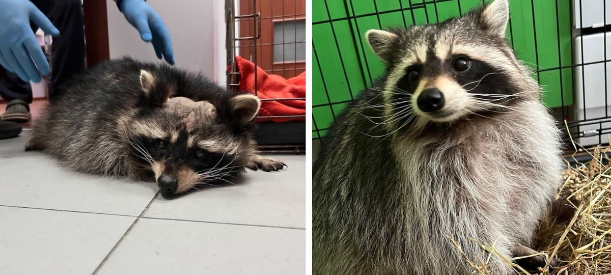 Еноты, Брест