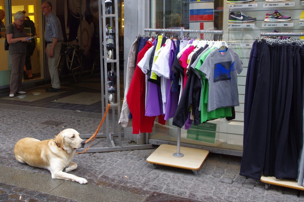 Копенгаген. Собака на пешеходной улице.